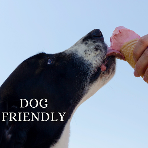 Picture of Dog licking pink ice cream off cone with the words dog friendly