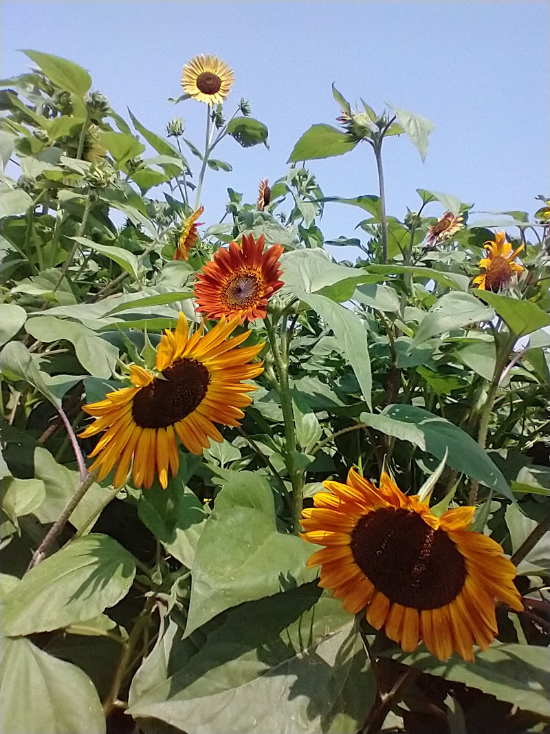 sunflowers at Demange pumpkin Patch in St. Jacob, IL