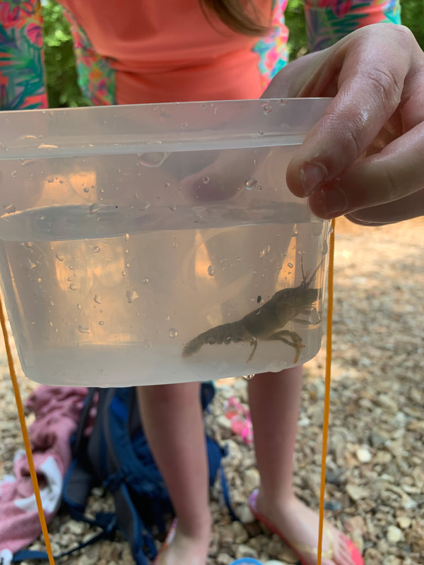 crayfish in container at Mastodon State Historic Site in Imperial MO. Parks in Imperial MO