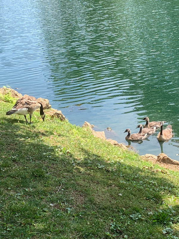 5 geese.  Two mature with black heads and 3 juvenile with grey coloring on their heads at LeClaire Park in Edwardsville IL. Parks in Edwardsville IL