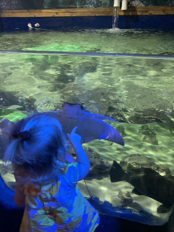 Child pointing at sting ray in Branson, IL.
